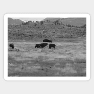 Wild Bison in Yellowstone Sticker